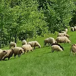 Beskidzka Stodola Przy Szlaku Z Pieknym Widokiem * Zlatna