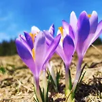 Beskidzka Stodola Przy Szlaku Z Pieknym Widokiem * Zlatna