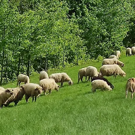 Beskidzka Stodola Przy Szlaku Z Pieknym Widokiem * Zlatna