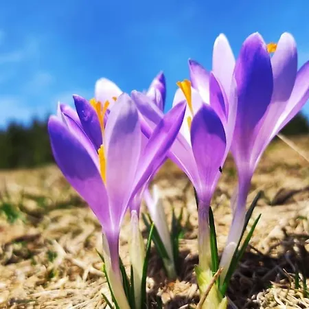 Beskidzka Stodola Przy Szlaku Z Pieknym Widokiem * Zlatna