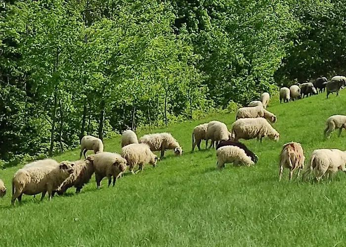 Beskidzka Stodola Przy Szlaku Z Pieknym Widokiem * Zlatna