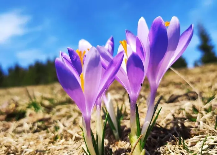 Beskidzka Stodola Przy Szlaku Z Pieknym Widokiem * Zlatna