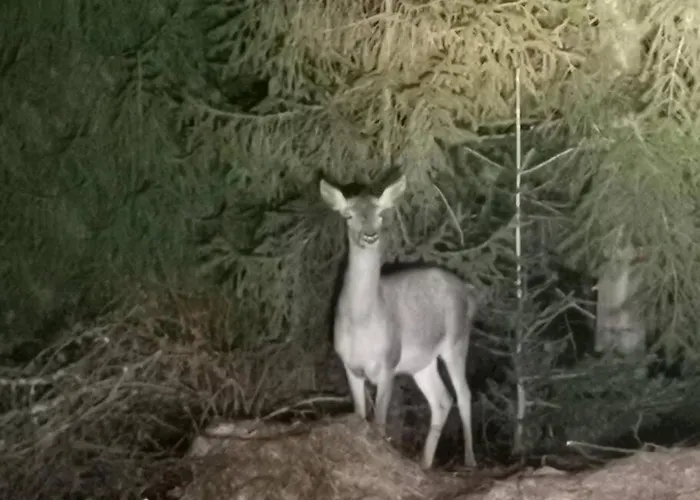 Beskidzka Stodola Przy Szlaku Z Pieknym Widokiem * Zlatna